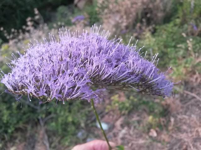 Trachelium caeruleum / Trachelio coltivato